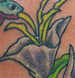 tattoo galleries/ - humming bird on the shoulder