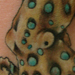 tattoo galleries/ - tattoo: blue ringed octopus