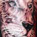 tattoo galleries/ - Portrait of a Lion
