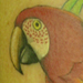 tattoo galleries/ - Parrot Tattoo