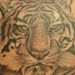 tattoo galleries/ - Tiger Head Tattoo