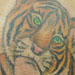 tattoo galleries/ - Tiger cub tattoo