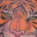 tattoo galleries/ - tiger and tribal tattoo