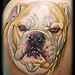 Tattoo-DVDs - Realistic Dog Portrait. Bulldog - 32911