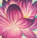 tattoo galleries/ - Cris's Lotus Flower Tattoo - 20381
