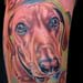 Tattoos - Dog Portrait tattoo - 26165