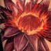 Tattoos - Lotus Flower Tattoo - 39052