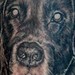 Tattoos - Black and Gray Dog Portrait Tattoo - 39044
