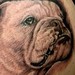 Tattoos - Bulldog Portrait Tattoo - 39047