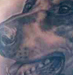 Tattoos - Puppy portrait done in Orlando - 49908
