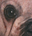 Tattoos - Pug face - 47363