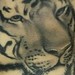 Tattoos - tigers - 37946