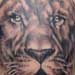 Tattoos - Realistic Lion Tattoo in black and gray - 32964