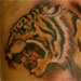Tattoos - Tiger - 33394