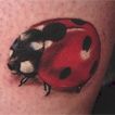 realistic bug , lady bug Tattoo Design Thumbnail