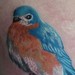 Tattoos - Little bird/swallow - 37411