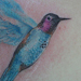 Tattoos - Humming Bird - 20006