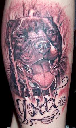 This Pit Bull Tattoo is a portrait of her dog,done on her inner arm.