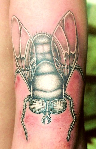 Sean Ohara The Fly Tattoos Custom Tattoos