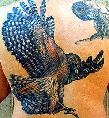 Sean Ohara - Falcon Tattoo