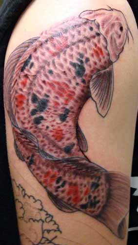 Tattoos Anthony Koi FIsh Tattoo click to view large image