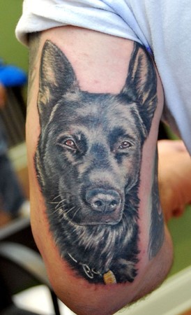 Comments: color portrait of a german shepard K9 police dog