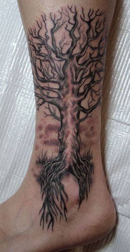 Stina Sardinha Scarred tree and roots over Ankle