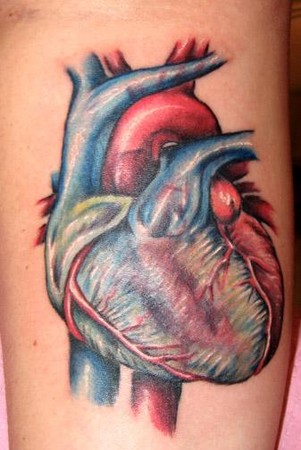 Comments: tattoo of a realistic heart from anatomy illustration